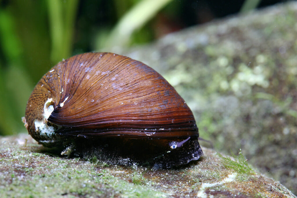 Guía Detallada de Cuidados para Caracoles Acuáticos