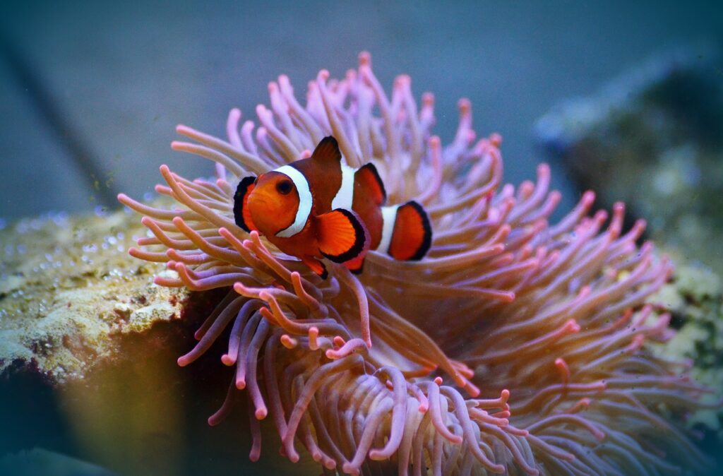 Diferencias en la Nutrición de Peces de Agua Fría y Tropicales