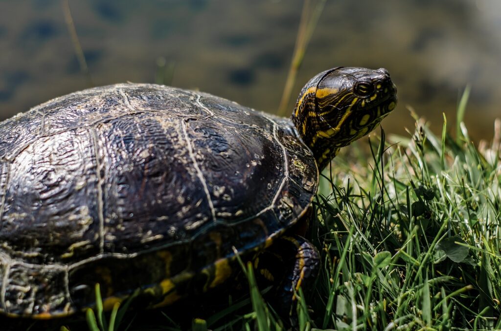 Plantas Seguras para Jardines con Tortugas Domésticas