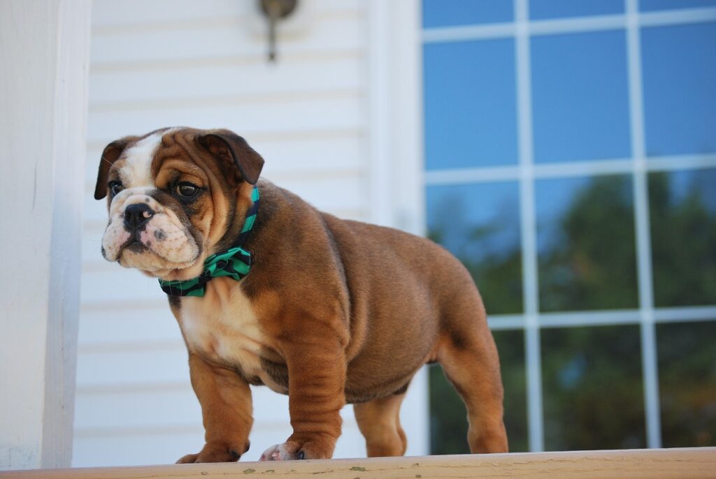 Cómo entrenar cachorros Bulldog para Apartamentos.