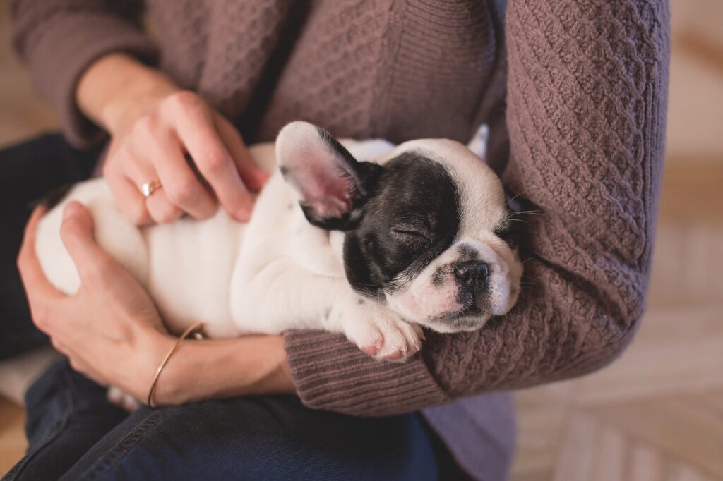 Cómo entrenar cachorros Bulldog para Apartamentos.