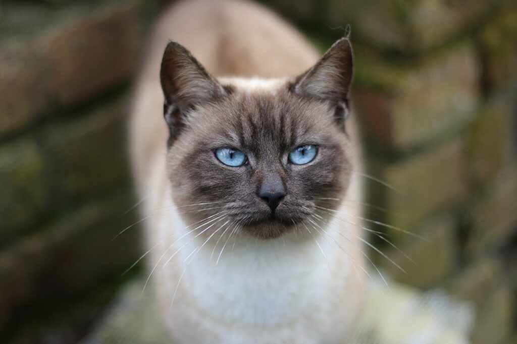 Cuidados Específicos para Gatos Siameses Ancianos