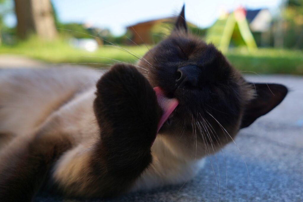 Cuidados Específicos para Gatos Siameses Ancianos