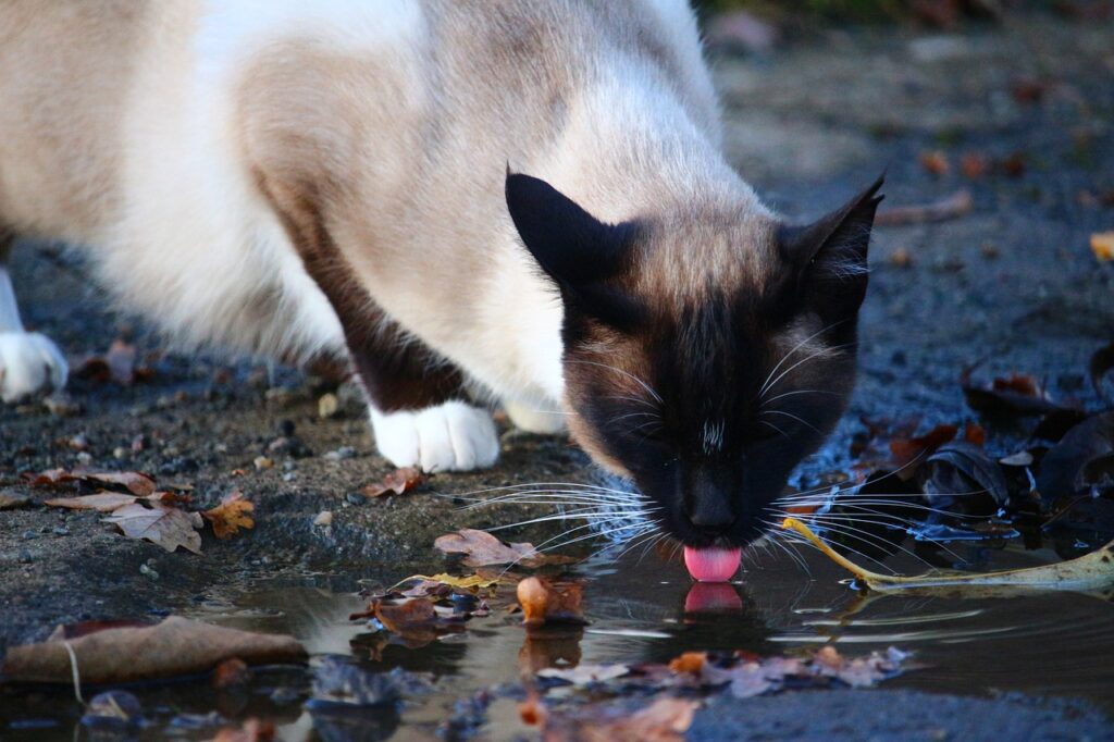 Cuidados Específicos para Gatos Siameses Ancianos