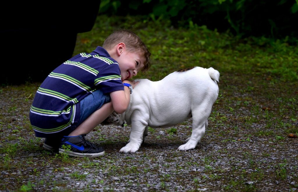 Cómo entrenar cachorros Bulldog para Apartamentos.