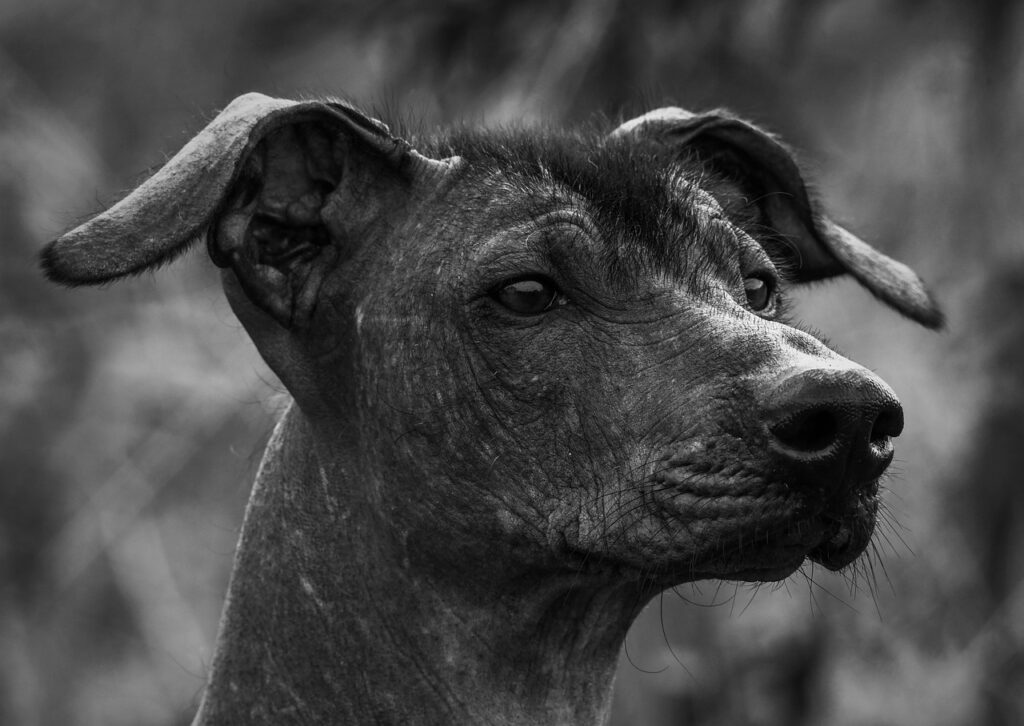 dog, canine, xoloitzcuintle-6112872.jpg