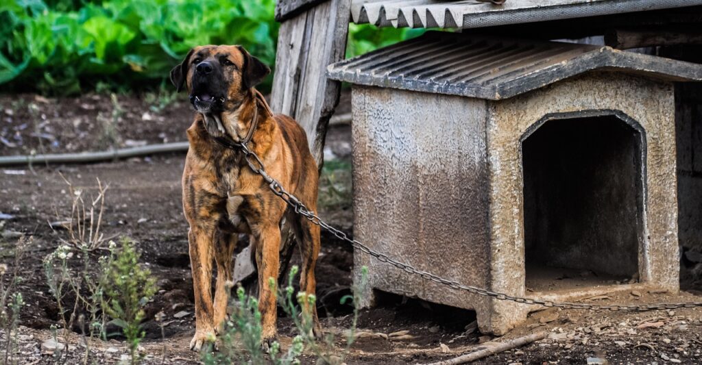 dog, kennel, doghouse-4586383.jpg