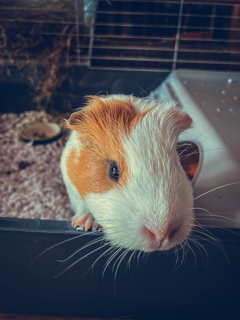 guinea pig, nature, pet-6012039.jpg