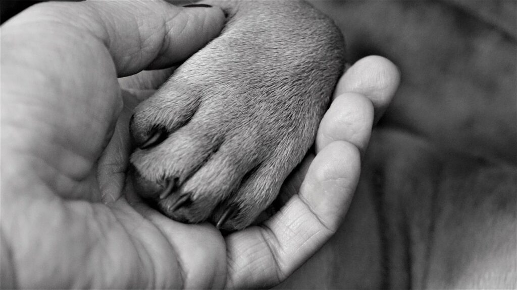 Cómo entrenar cachorros Bulldog para Apartamentos.