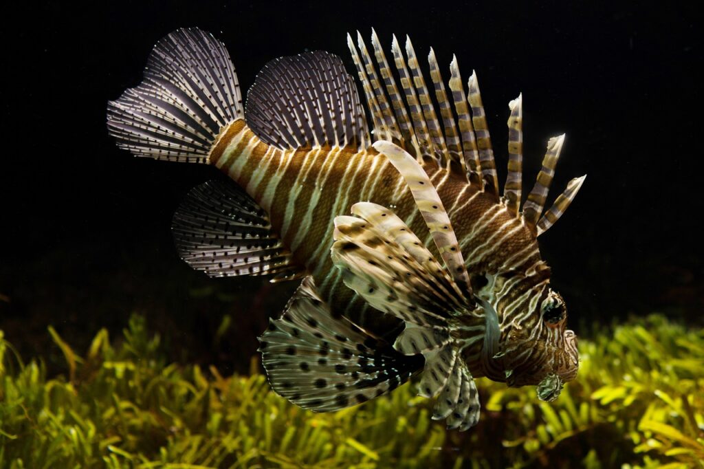 lionfish, underwater, fish-711799.jpg