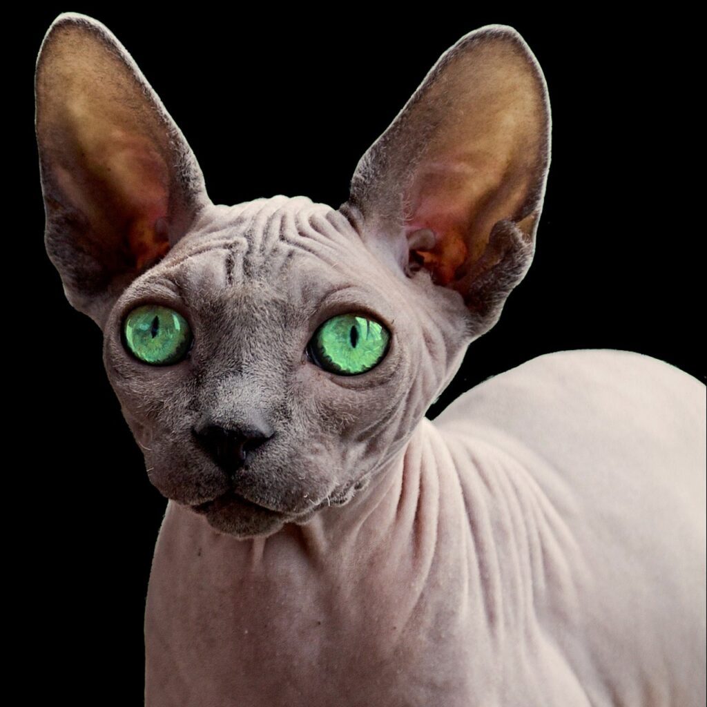 Guía para el Cuidado del Pelaje de los Sphynx