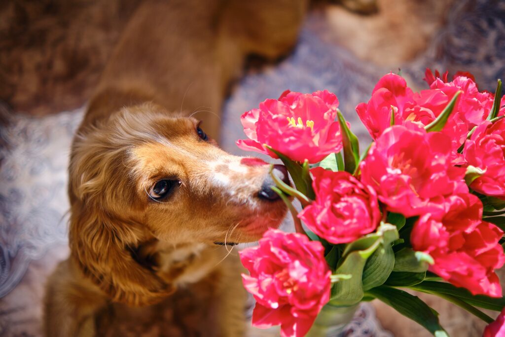 Beneficios de la aromaterapia para tu perro