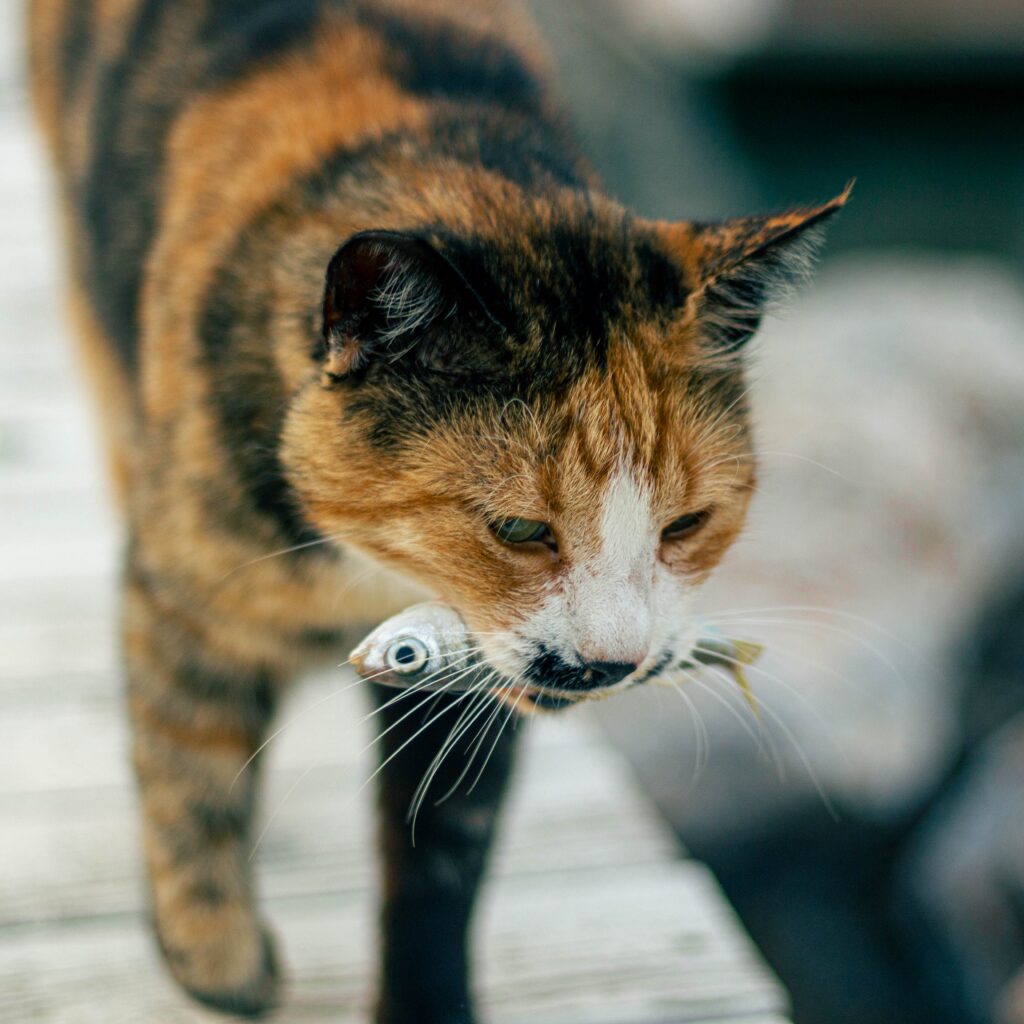 El Mejor Alimento para Gatos con Problemas de Digestión