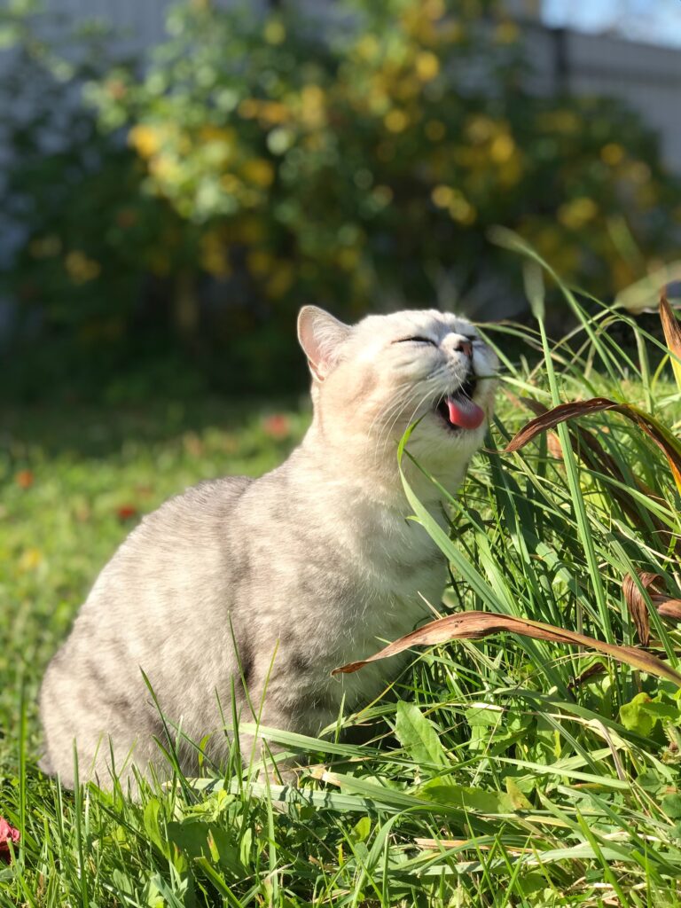 El Mejor Alimento para Gatos con Problemas de Digestión