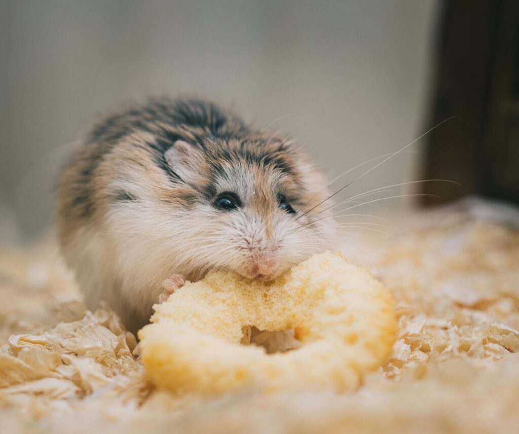 Cómo Establecer una Dieta Equilibrada para Hámsteres Enanos