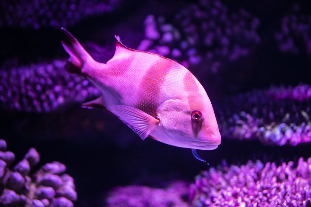 Cómo Identificar Enfermedades en Peces Tropicales