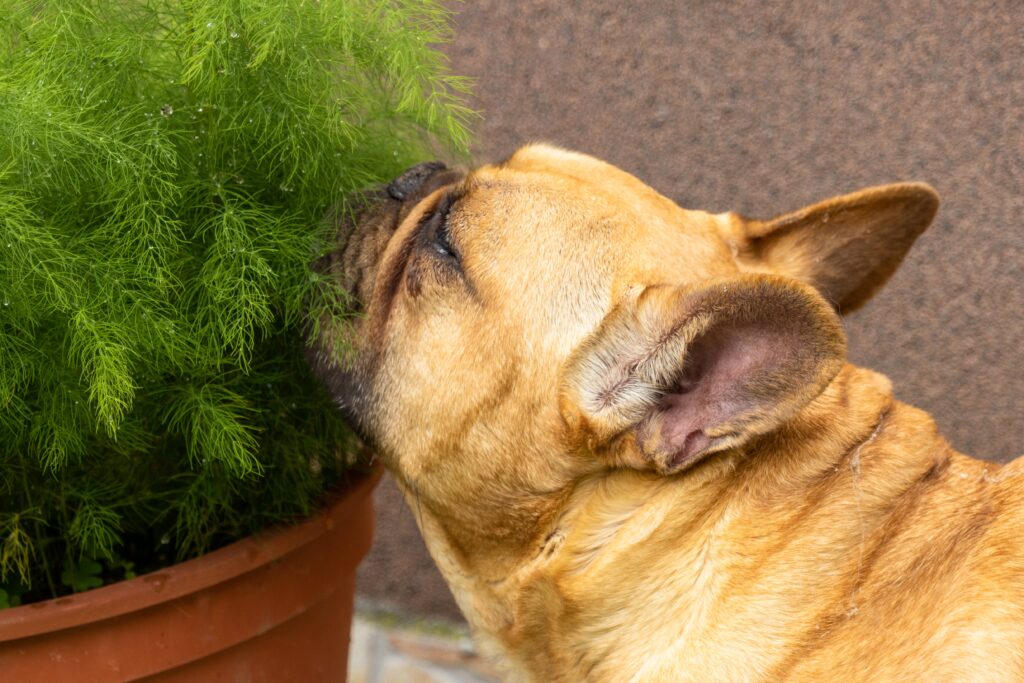 Beneficios de la aromaterapia para tu perro