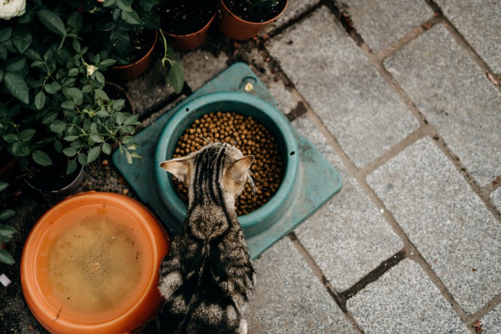 El Mejor Alimento para Gatos con Problemas de Digestión