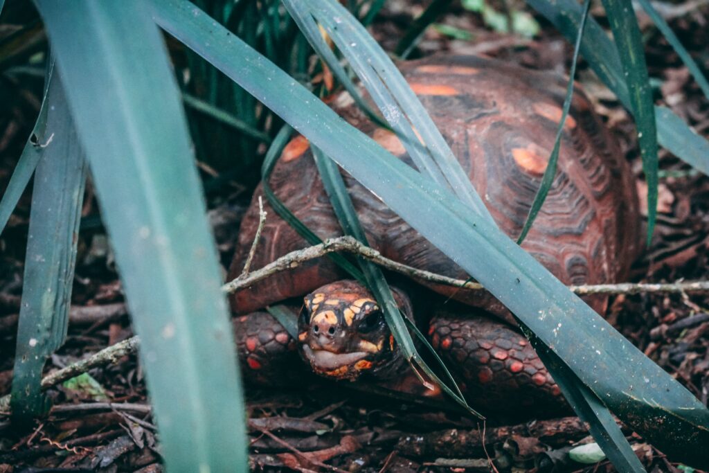 Plantas Seguras para Jardines con Tortugas Domésticas