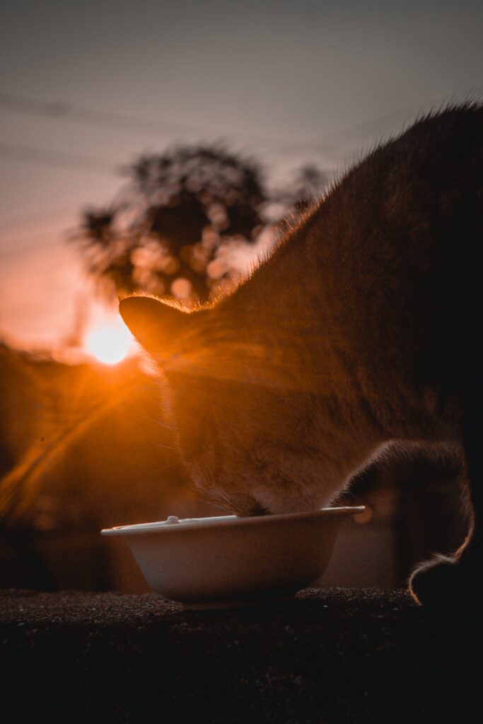 El Mejor Alimento para Gatos con Problemas de Digestión