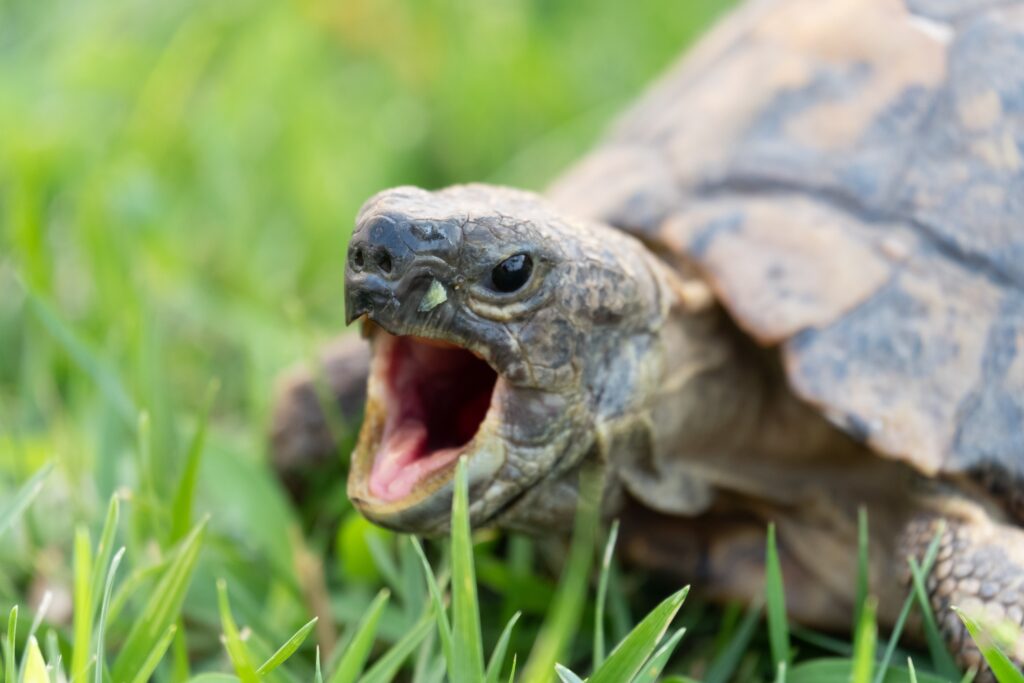 Plantas Seguras para Jardines con Tortugas Domésticas