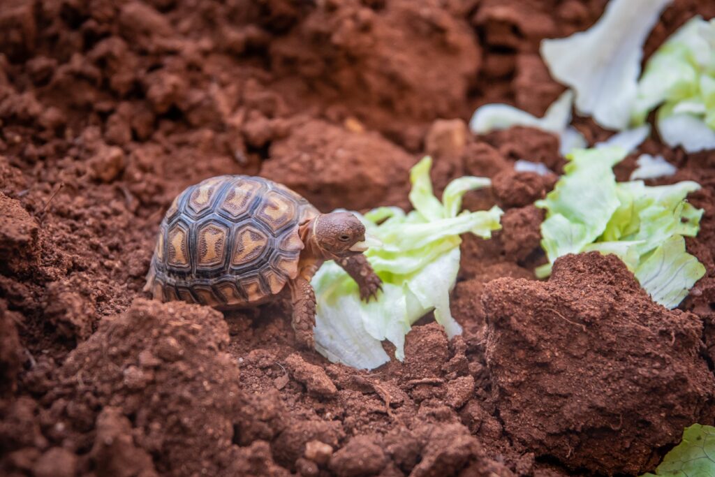 Plantas Seguras para Jardines con Tortugas Domésticas