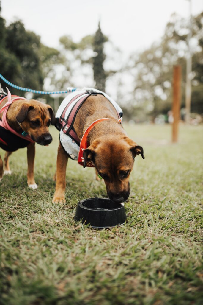 Tratamiento natural para la ansiedad en perros