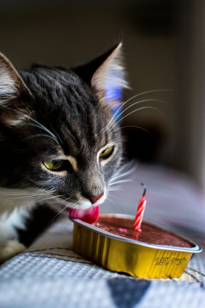 El Mejor Alimento para Gatos con Problemas de Digestión