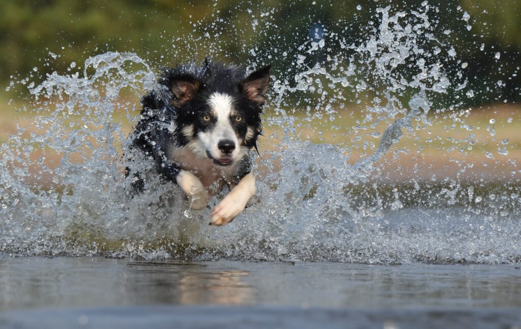 Tratamiento natural para la ansiedad en perros