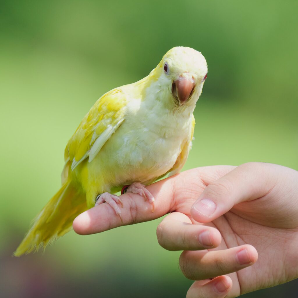 Consejos para Cuidar un Periquito en Casa