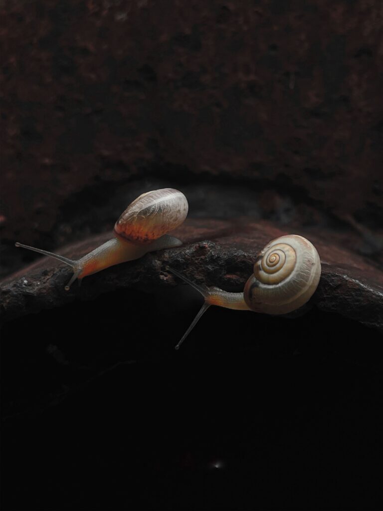 Guía Detallada de Cuidados para Caracoles Acuáticos