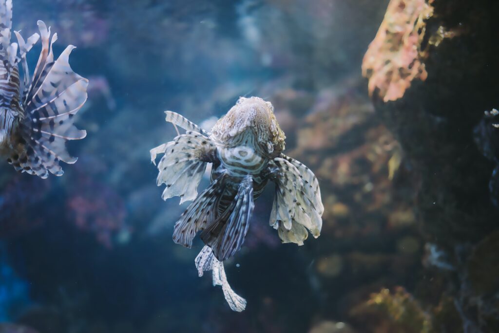 Cómo Identificar Enfermedades en Peces Tropicales