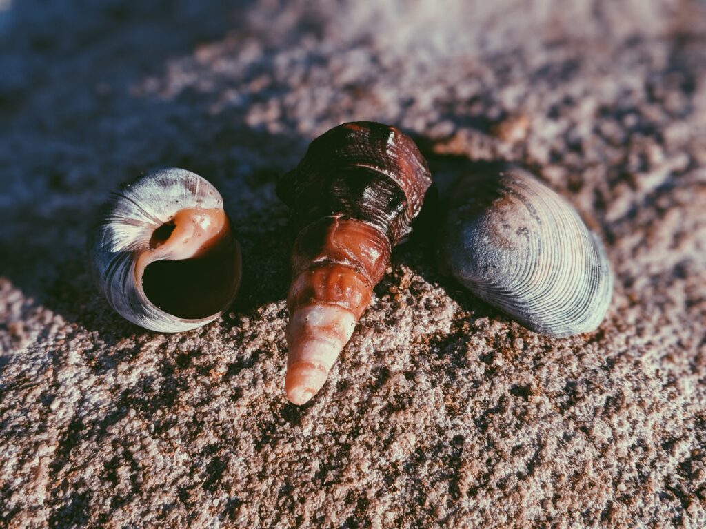 Guía Detallada de Cuidados para Caracoles Acuáticos