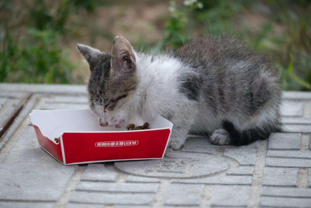 El Mejor Alimento para Gatos con Problemas de Digestión