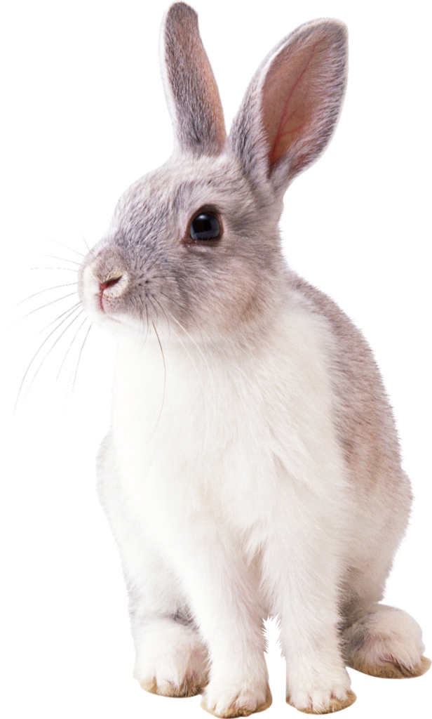 rabbit, animal, nature-2649157.jpg