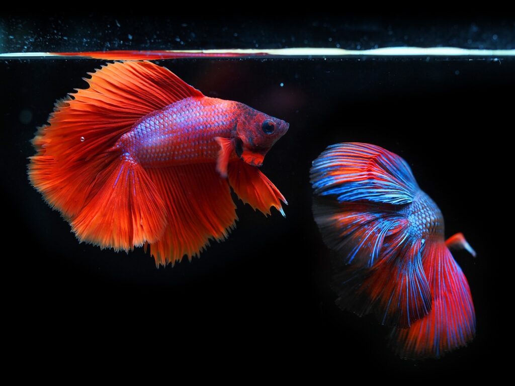 siamese fighting fish, fighting fish, fish-6542427.jpg